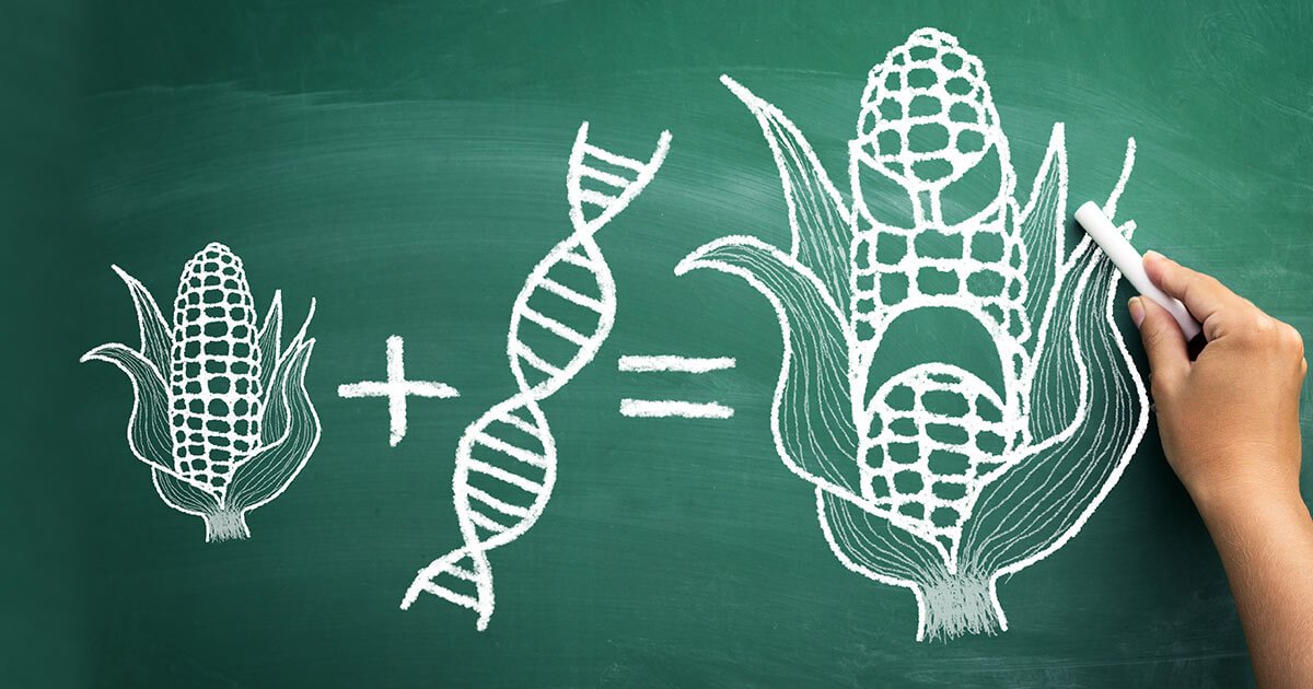 13 of the Most Common GMO Foods to Avoid Touchstone Essentials